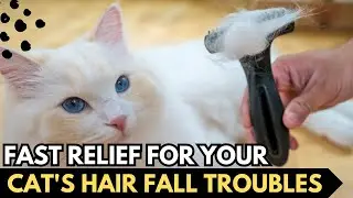How to Quickly Stop Cat&rsquo;s Hair Fall Problem? Natural Solution