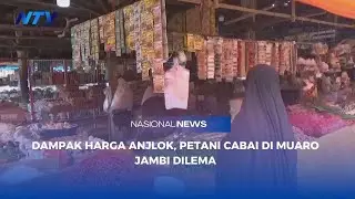 DAMPAK HARGA ANJLOK, PETANI CABAI DI MUARO JAMBI DILEMA