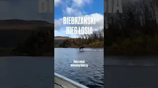 biebrzański bieg łosia 60 km/h skrocz inoch&oacute;d Biebrznięci Biebrza