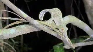 Madagascar: Mantadia NP - Mossy Leaf - tailed gecko