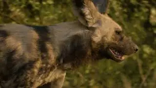 Exclusive Safari Experiences with Voyage2Africa