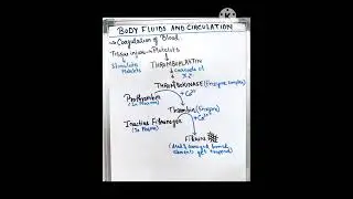 Blood Clotting /Coagulation of Blood | #Class11 - Body Fluids and Circulation| #neet #cbse #exam