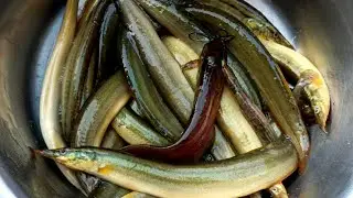 &ldquo;Patya Fish Curry Recipe 🐟 | Gaichi Fish Cleaning & Cooking | Village Style Fish Curry&rdquo;