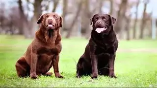 top best 10 smartest Dog Breeds 2015