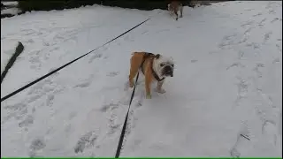 実家の大雪にテンション爆下げのブルドッグのぶるまる＆まるこ