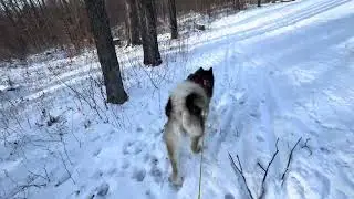 Raven The Alaskan Malamute Skiing Dog 4K  #dog #sports #winter #fun
