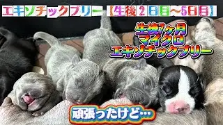 Exotic bully・『エキゾチックブリーの子犬生後２日目〜と7ヶ月』・American bully