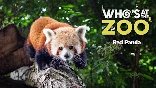 Red Panda | Who&rsquo;s at the Zoo #3 | Drayton Manor Resort