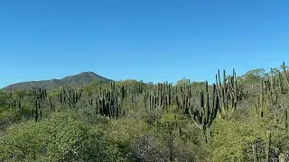 Tropical dry forest in Los Cabos, Mexico