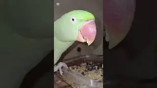 Parrots Eating Food Together 🦜😂 | Funny Birds with Laughing Sound #funnybirds #birdscolony #parrot