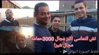 نش التماسى اكبر مجال 3000حمامة مجال شبرا#وليد_ابوفارس