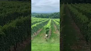 Michigan vineyards