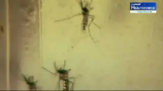 Cases of dengue virus increase, particularly in New Jersey and New York, CDC says