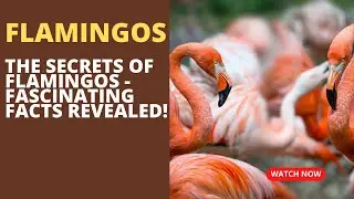 9 Amazing Facts About Flamingos! Why Are Flamingos Pink? And More!/Animal life