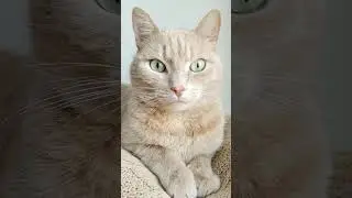 RELAXING MUSIC ★︎ Кошки и Музыка Снимают Напряжение и Стресс, #Shorts