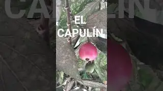 El CAPUL&Iacute;N #VIDANATURAL #capulin #arbolesfrutales #frutosdelcampo #jardin #vidaenelcampo #naturaleza