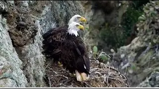 West End Eagles ~ Haku & MV On Nest! Akecheta Remains On Tor In His Territory! 👑 Explore.org 9.25.25