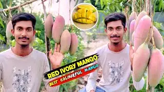 Red Ivory Mango Farming | Best Colourful Mango 