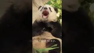 黐牙呀！快啲搵支牙籤俾細佬得得撩吓牙仔先（13/10）#大熊貓 #我的大熊貓 #熊貓 #香港大熊貓 #細佬 #得得 #，panda #giantpanda #dede  #cutepanda