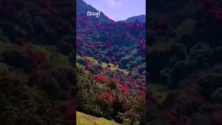 Wow Nepal National flowers Rhododendron🌺 #laligurash #shortvideo