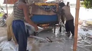 Fish Harvesting