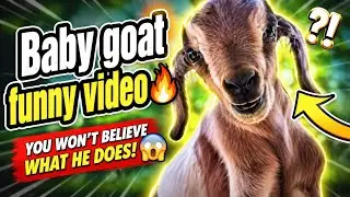 Baby goat sounds 💕
