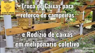 Troca de caixas de ASF para pegar Campeiras e Rodízio de caixas em meliponario Coletivo
