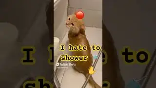 Ultimate Cat Drama: The Epic Battle Against Bath Time! #cat #shower #shorts