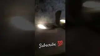 🙏🏻Har 🙏🏻har 🙏🏻Mahadev ❣️ #snakevideo #indianspectacledcobra #viralshort