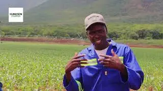 Did you know? Your Maize Crops Might Be Missing This... #Fosfix Plus