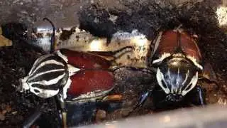 Goliathus goliatus - First F3 larvae and eggs
