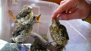 Rescued Baby Birds - Thrush Family - London