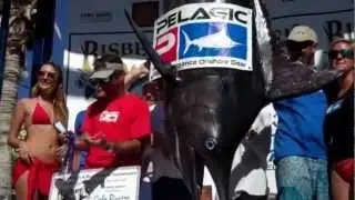 CatchStat | 2012 Bisbee's Black & Blue Marlin Tournament Fish #14449