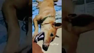 #furbaby #doglover #furdad