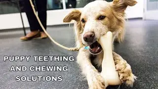 Puppy Teething and Chewing Solutions