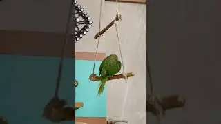 # parakeet taking #taking#parakeet #parakeets #funnyparakeet#monkparakeet #parakeetlove