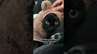 Will you take me back? Meow 🐱 #cat #petsoftiktok #petdrip #petclothing