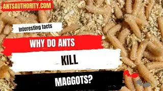 Why Do Ants Kill Maggots?