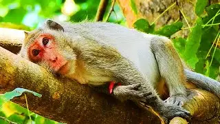 A POOR MONKEY JANE GOT A BIG SAD COS MISSING JANNA MONKEY.