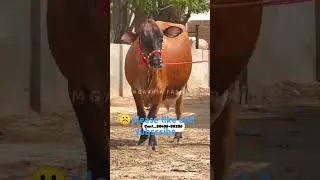 Top quality cross breed cow #shortfeed #animal #cowlover #cowshort #trendingshort #agriculture