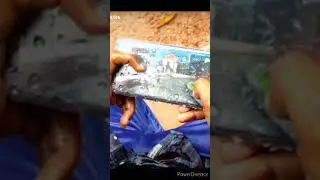 #short video#free fire short video#palia gamer