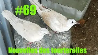 PETITS SUIVIE DE LA REPRO TOURTERELLES !