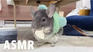 【龍貓】嘟嘟吃蘋果😋（ASMR 🔊）