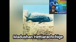 පියාමැස්සන්ට ඇත්තටම පියාඹන්න පුළුවන් ද? | flying fish | coral cardinal fish 