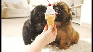 Shih Tzu Puppies Eats Vanilla Ice Cream!!! (FIRST TIME)