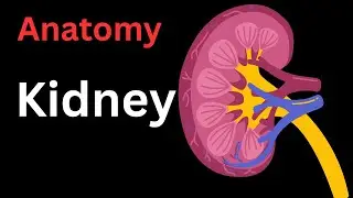 Kidneys (External Features , Functions, Internal features, Blood supply)