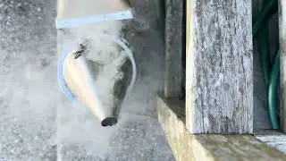 Bees are chill.