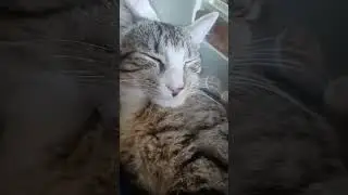 We appreciate all the support 🐈