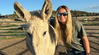 Key Components of Saddle Training | Training Saddle Donkeys