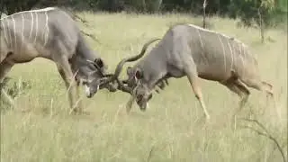 Le Koudou - Antilope d'Afrique - Documentaire animalier